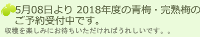 青梅・完熟梅の販売と通販