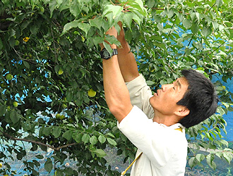 収穫(梅干用完熟梅)