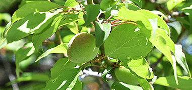 青梅成長日記 青梅販売